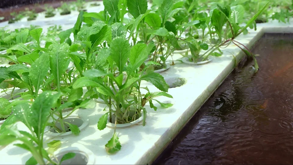 作物生長管理軟件